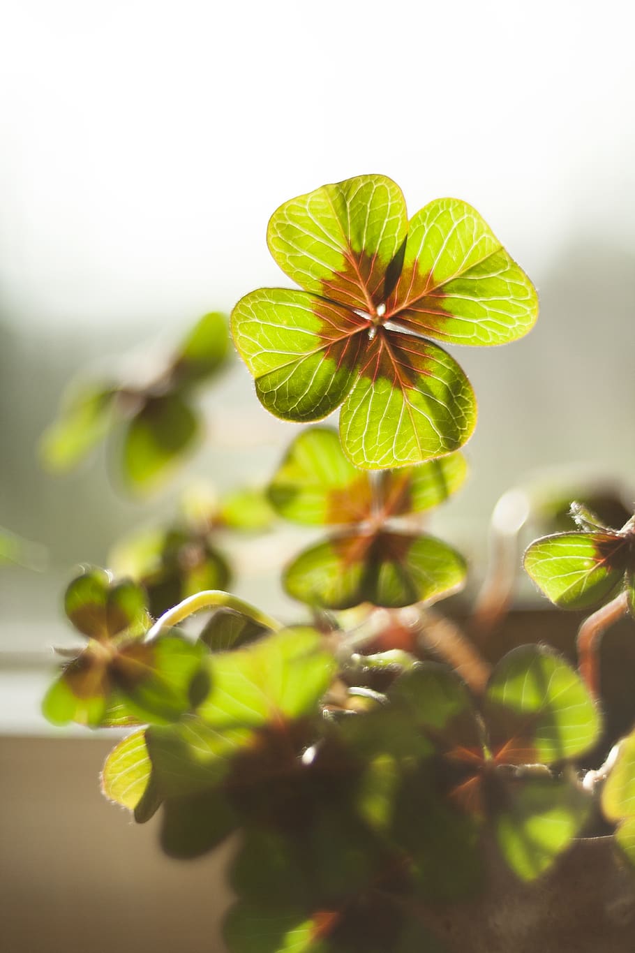 luck, klee, four leaf clover, plant, vierblättrig, lucky clover, symbol, nature, lucky charm, shamrocks