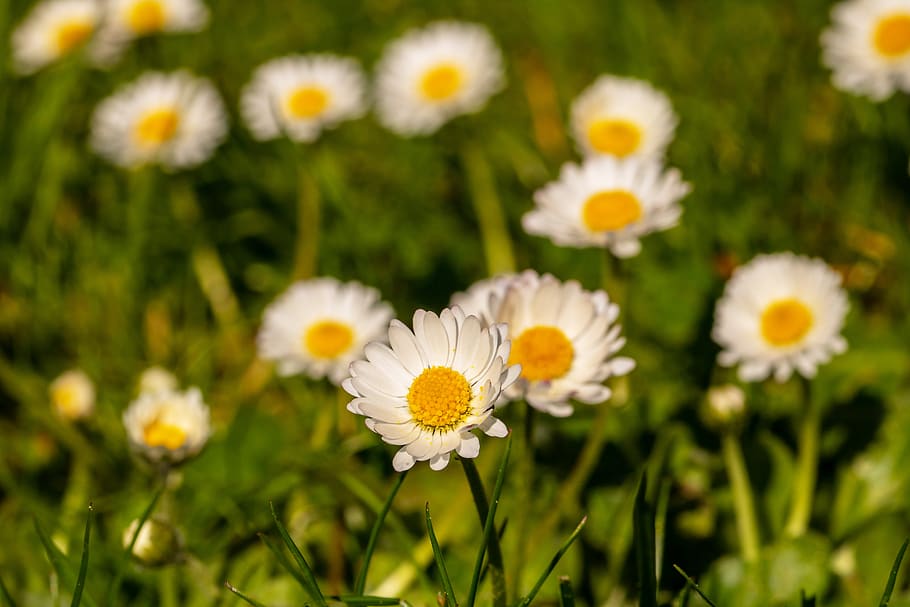 geese flower, daisy, bellis philosophy, multiannual daisy, composites, asteraceae, tausendschön, m p, lawn flower, grass plant