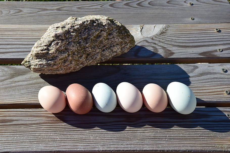 egg, food, nutrition, chicken eggs, easter, eggshell, white, shell, feather, chicken product