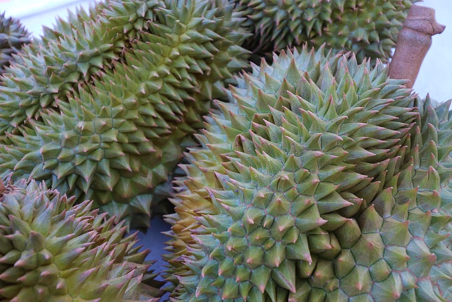 durian, smelly fruit, fruit, exotic, delicious, vitamins, tropical, food, growth, succulent plant