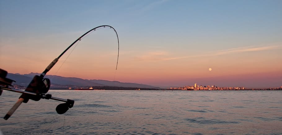 angler, beautiful, boat, charter, city, downrigger, fish, fishing, fishing pole, hobby