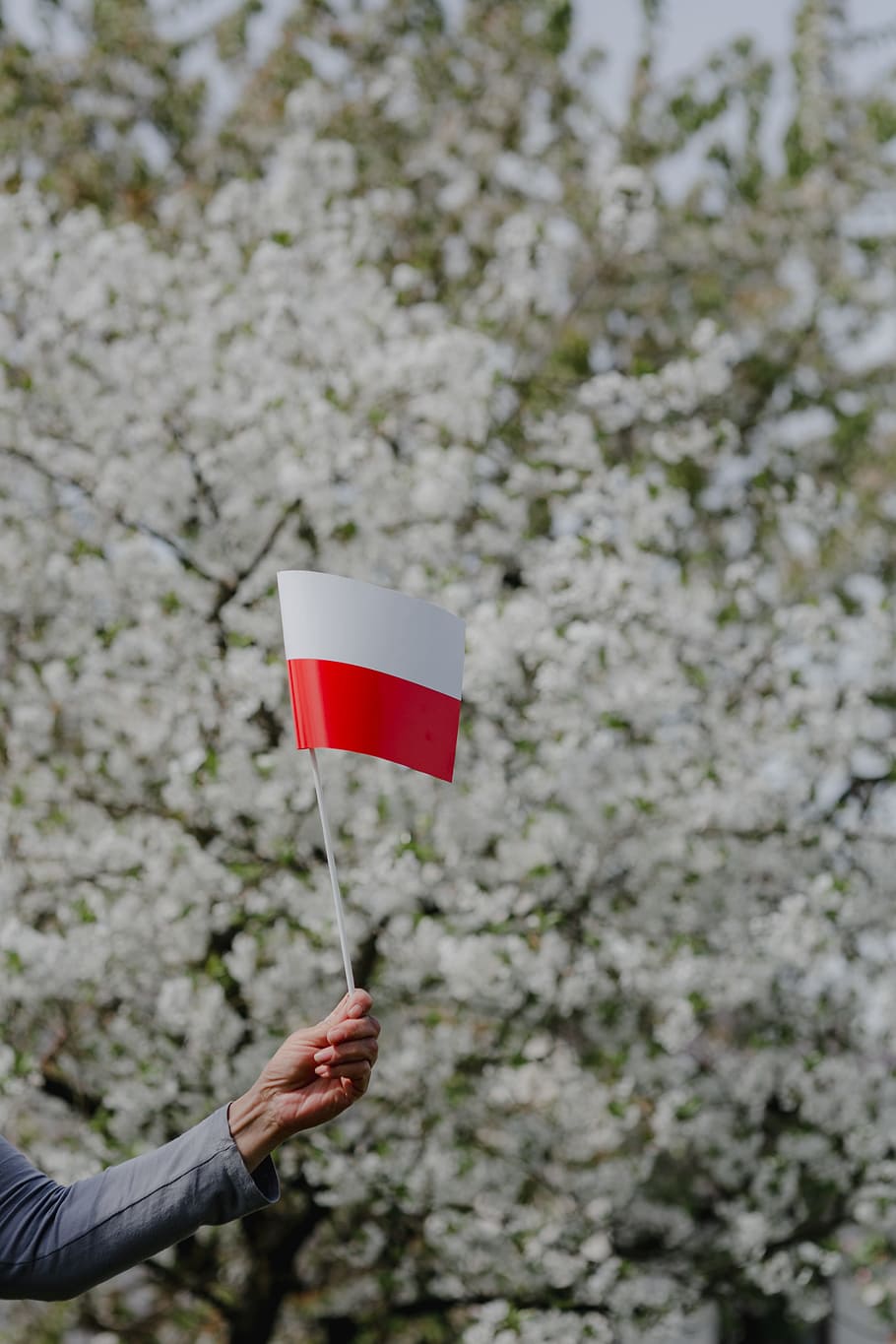bendera, -, polska flaga, alam, Polandia, Eropa, pohon, polska, nasional, kemerdekaan