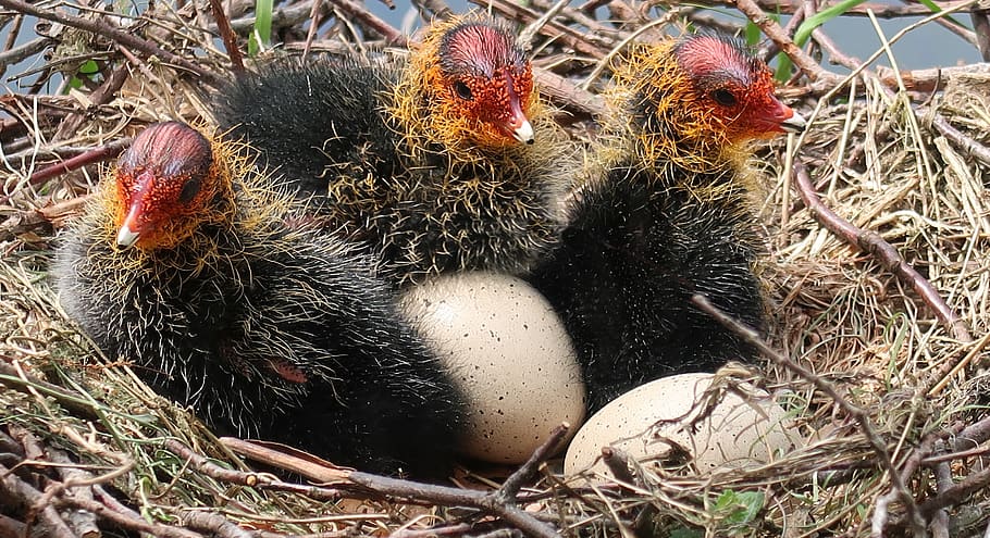 coot, egg, young, nest, hatch, spring, waterfowl, chick, day, nature
