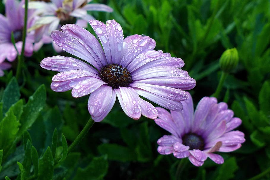 purple, african daisies, -, annual, native, south, africa., also, called, blue-eyed