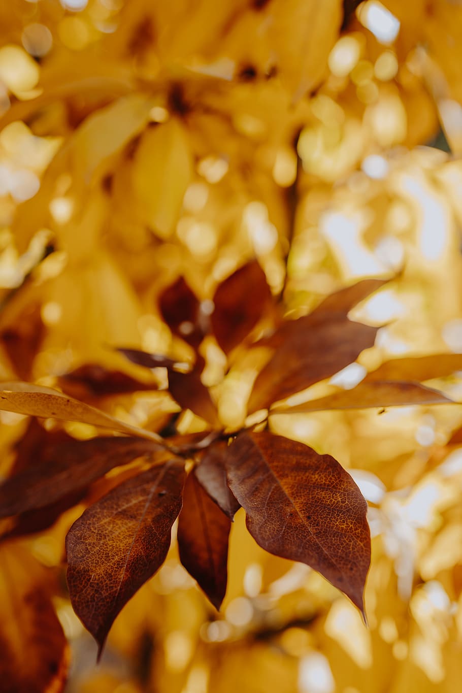 amarelo, folhas, magnólia, outono, laranja, natureza, folha, close-up, quadro completo, planta