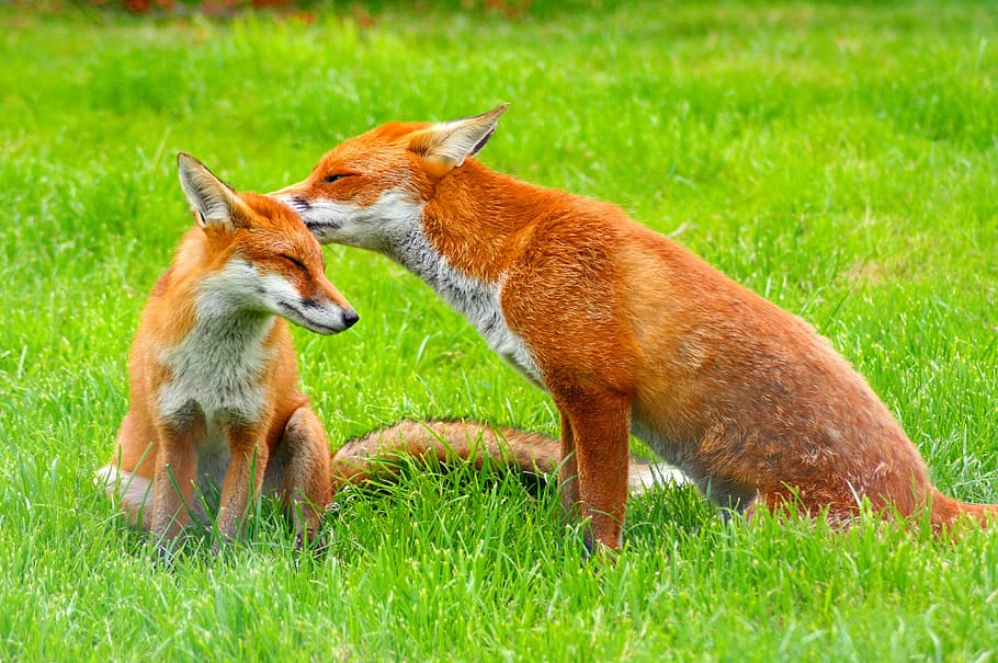red foxes, wildlife, nature, young, predator, vulpes vulpes, wilderness, wild, portrait, furry