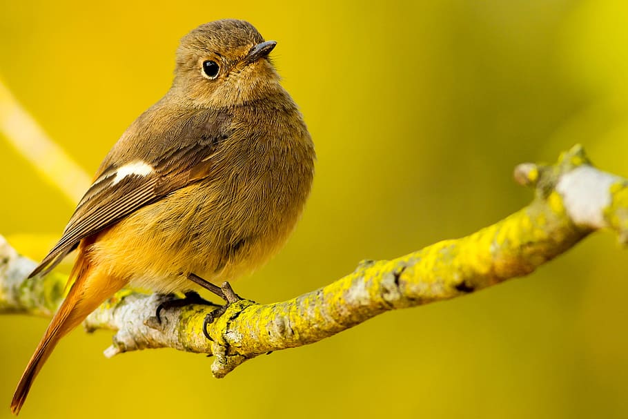 bird, wings, beak, grooming, bokeh, animal, outdoor, yellow, branch, tree