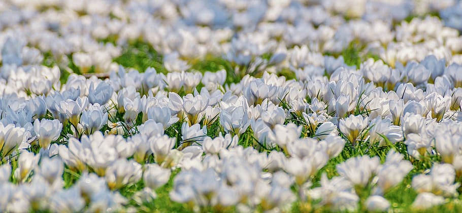 crocus, flower meadow, white, flowers, bloom, spring, blütenmeer, gorgeous, signs of spring, lighting