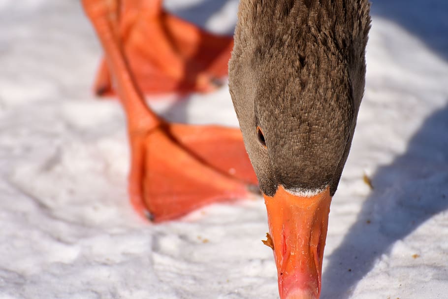 goose, snow, winter, cold, water bird, animal world, head, wild goose, feather, plumage