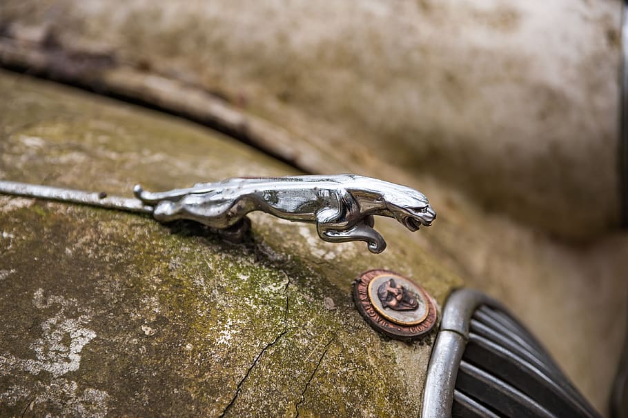 jaguar, classic car, oldtimer, retro, historically, sports car, england, metal, close-up, selective focus