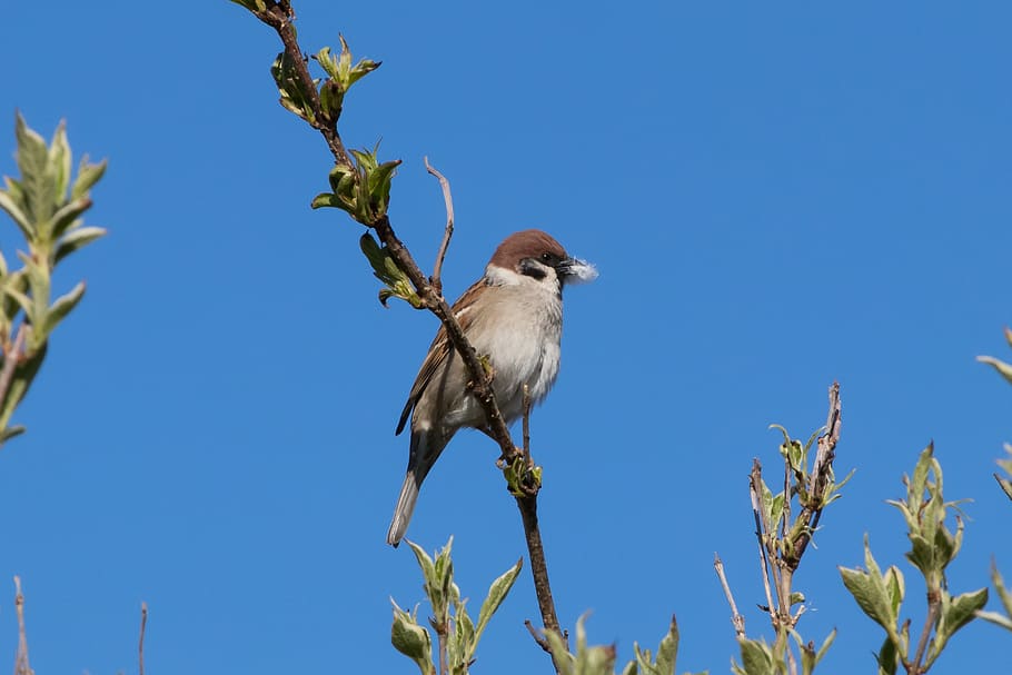 tree sparrow, bird, sparrow, branch, wing, brown, black, beak, feather, blue