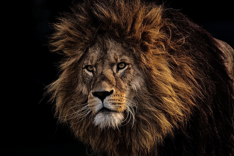 leão, predador, perigoso, juba, gato grande, masculino, jardim zoológico, animal selvagem, áfrica, tierpark hellabrunn