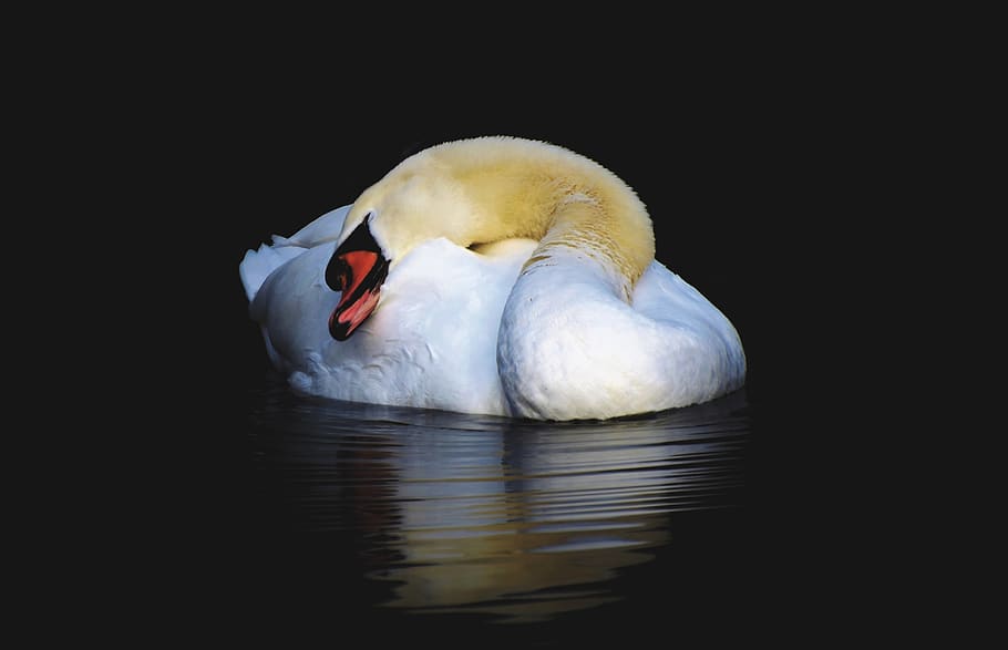 swan, water bird, schwimmvogel, pride, white swan, bird, white, water, waters, swim