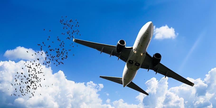 transportasi, lalu lintas, perjalanan, pesawat, pariwisata, langit, liburan, burung, segerombolan, serangan burung