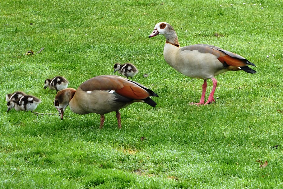 egyptian, pair, young geese, spring, feathers, birds, beak, animals, grass, food