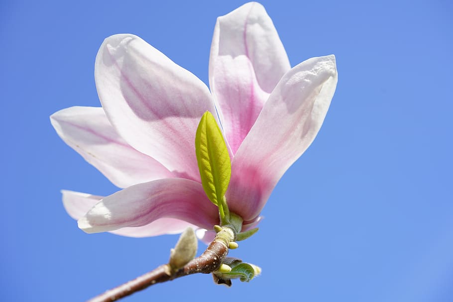 magnolia blossom, tulip magnolia, magnolia, flowers, blossom, bloom, purple, violet, reddish, red violet