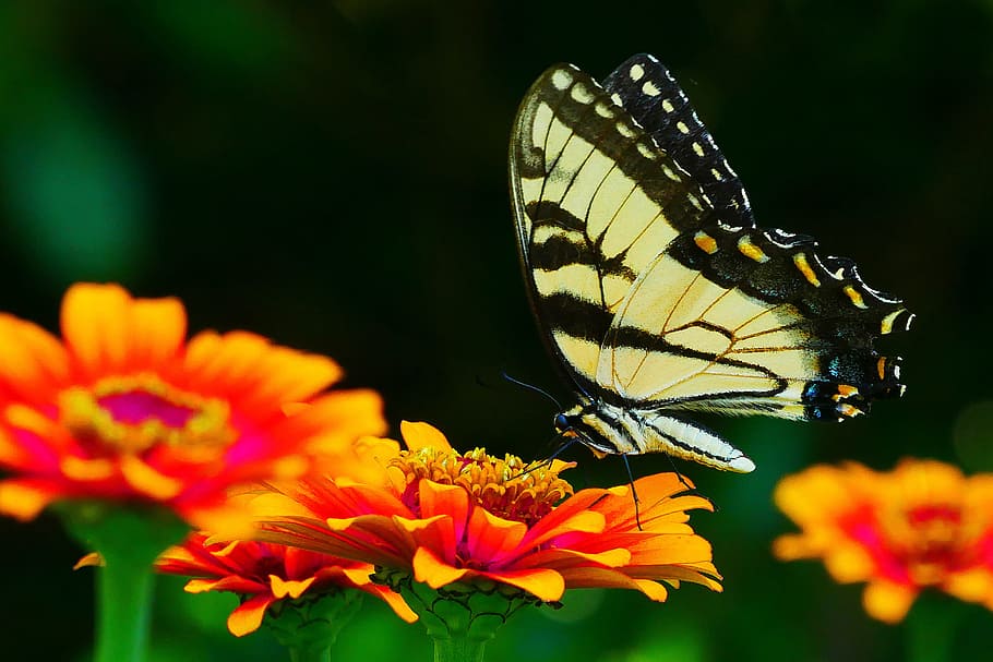 imagens, preto, amarelo, borboleta rabo de andorinha, descanso, flor zínia, flor., borboleta amarela, borboleta amarela e preta, rabo de andorinha amarelo comum