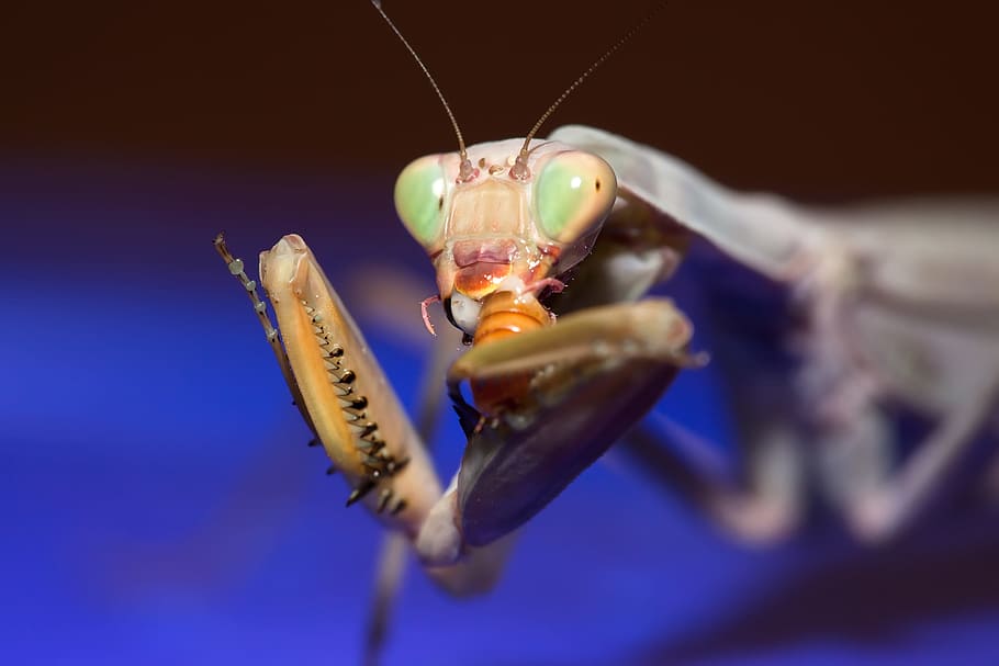 alive, animal, antenna, arm, background, bug, carnivore, close-up, closeup, crawly
