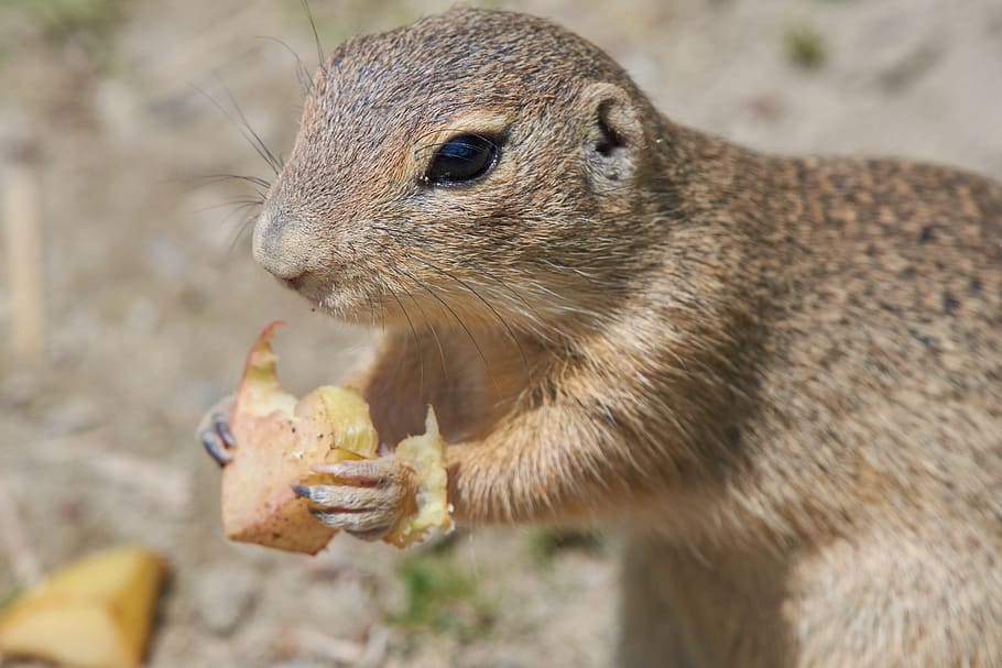 ground squirrel, gophers, eat, rodent, croissant, hunger, cute, nager, nature, furry