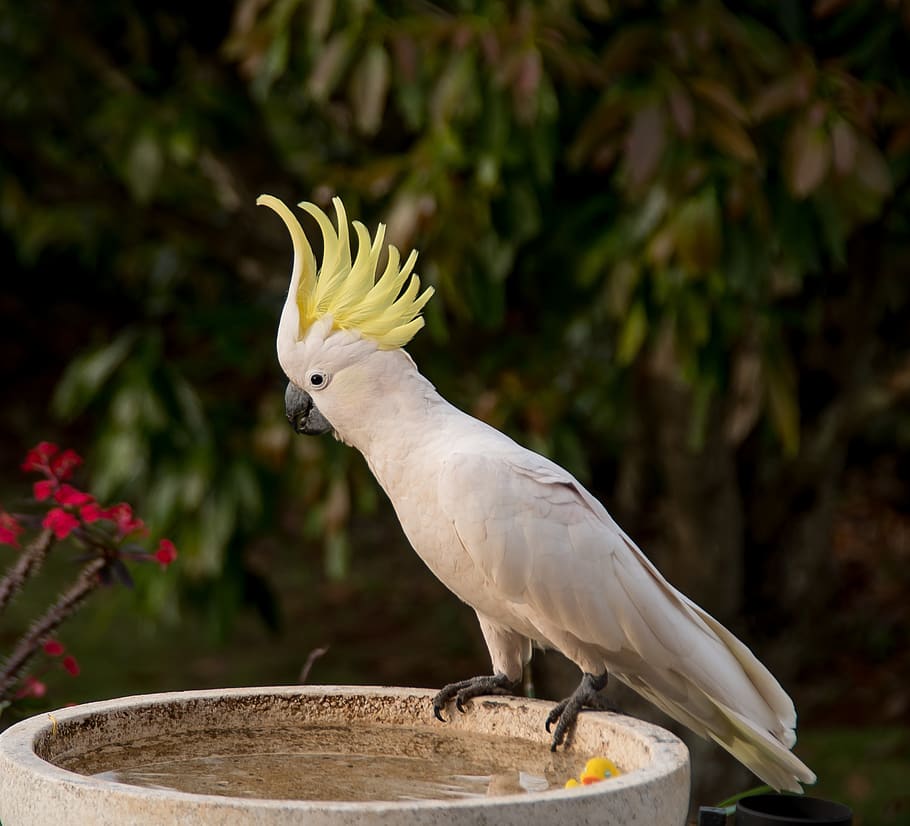 sulphur crested cockatoo, parrot, cacatua galerita, bird, feather, white, yellow, wild, native, queensland