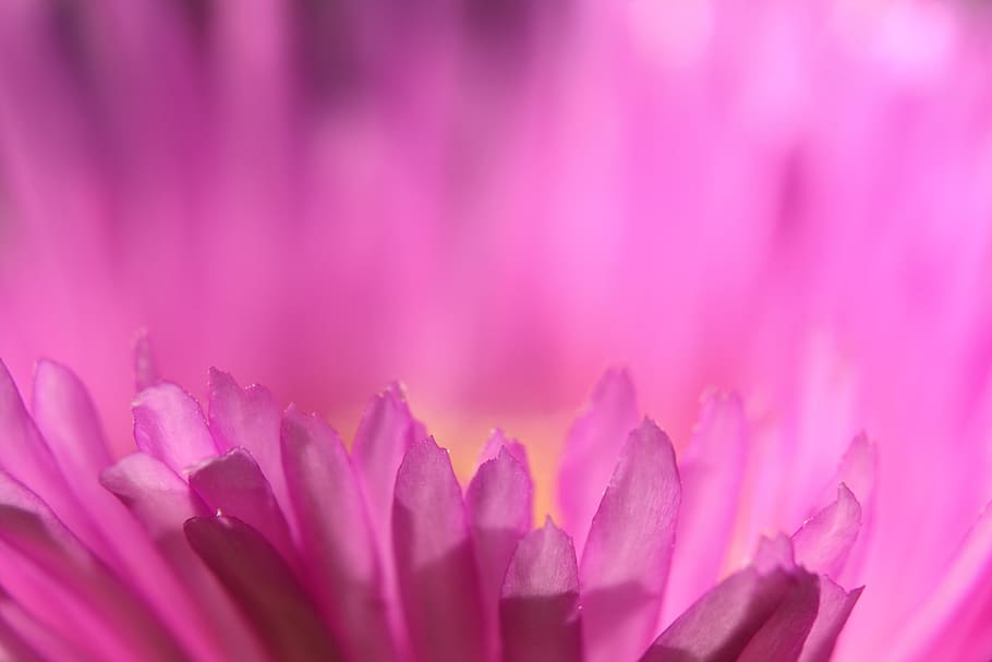 pink flower, macro, pigface, beach, salt tolerant, petals, close up, pink color, beauty in nature, freshness