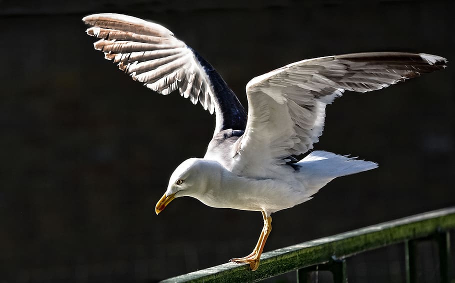 seagull, gull, seabird, animal, flight, landing, wing, plumage, eye, outdoors