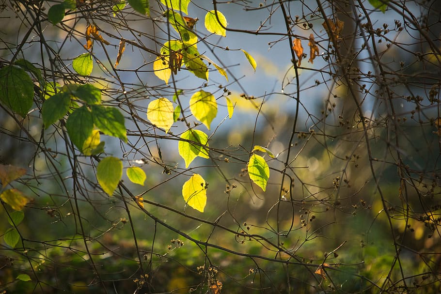 leaves, colored leaves, autumn leaves, autumn, autumn colours, warm, nature, mood, magic, fall