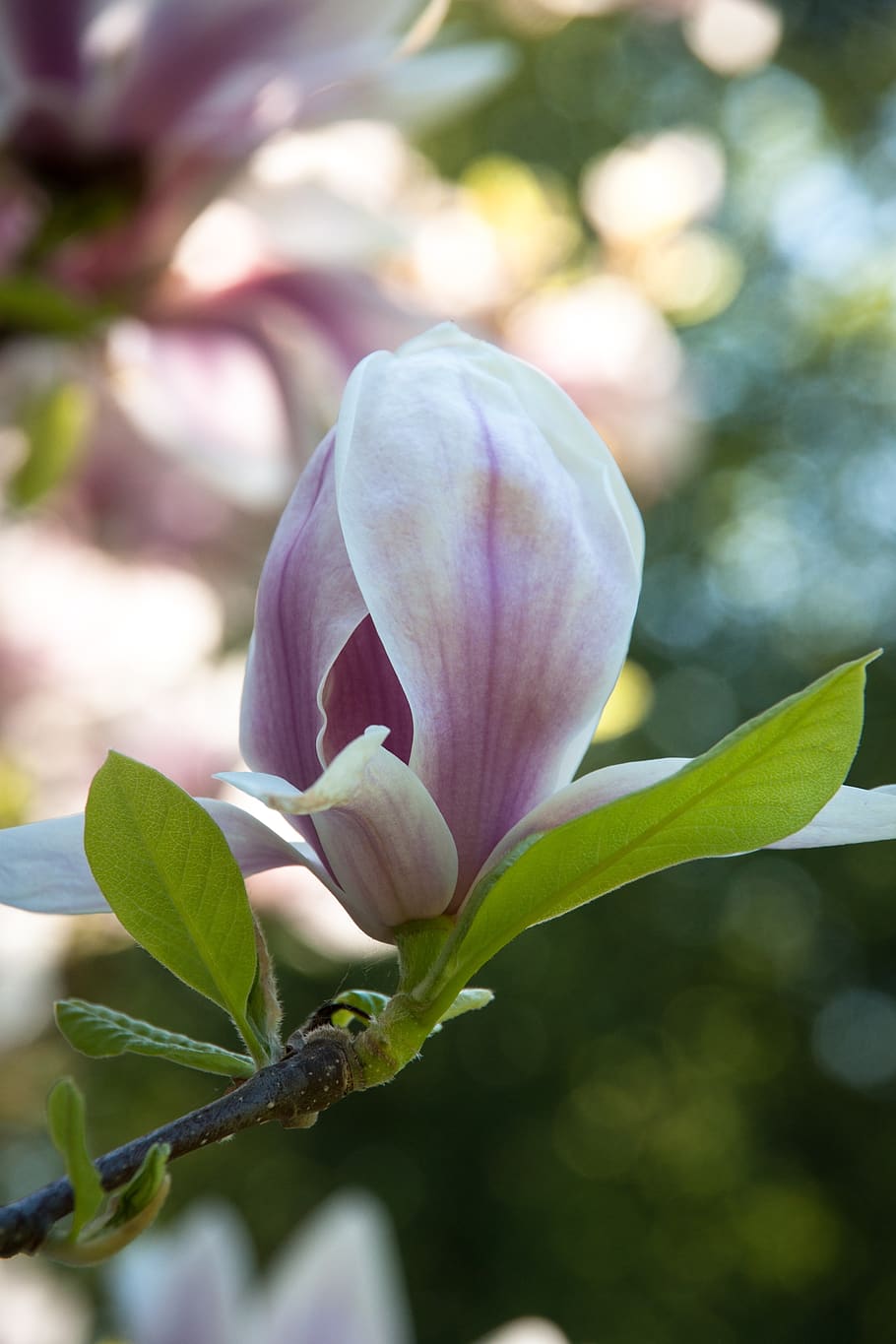 magnolia, branch, blossom, bloom, spring, nature, plant, flowering plant, beauty in nature, flower