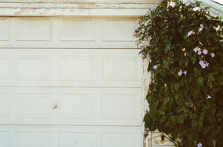garage door, white, plant, flowers, built structure, architecture, building exterior, day, wood - material, growth