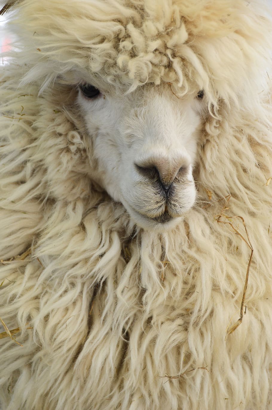 alpaca, animal, mammal, domestic, vicugna pacos, camelids, alpaca wool, big sheep, production of wool, animal themes