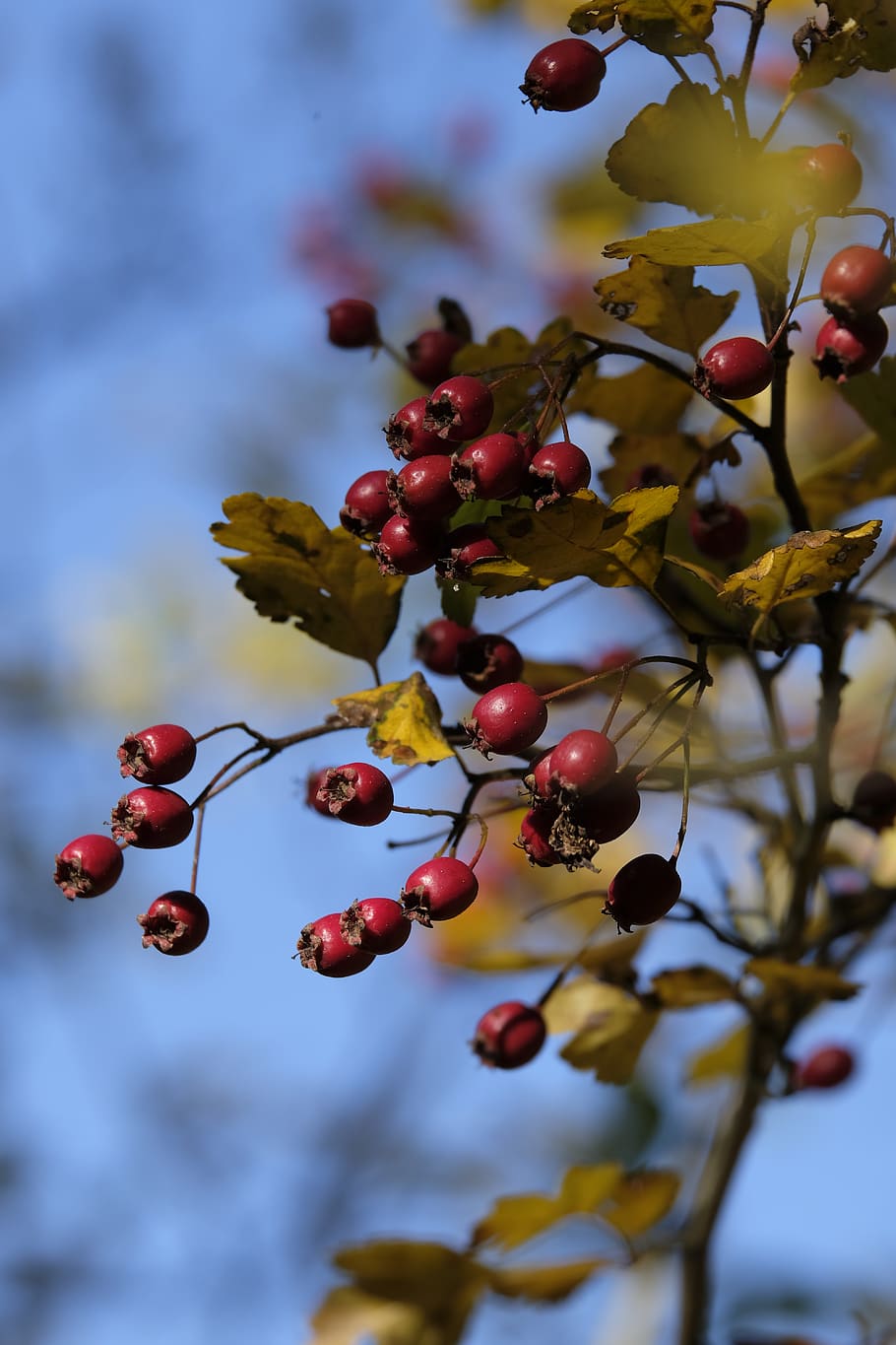 листья шиповника фото осенью