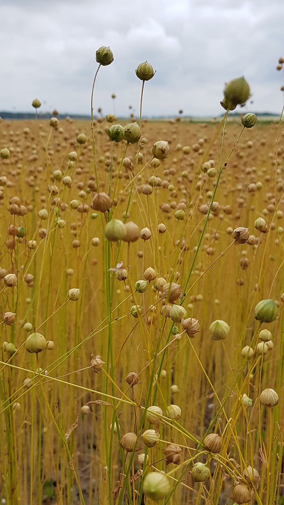 linen, flax, field, arable, linseed oil, lockscreen wallpaper, growth, plant, beauty in nature, nature