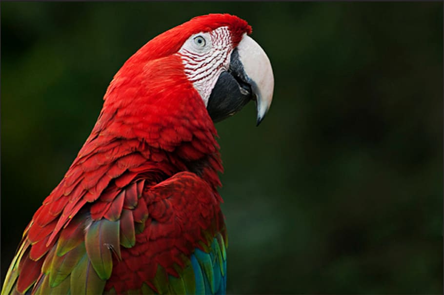 ara, parrot, bird, nature, animal world, plumage, animal, bill, color, exotic