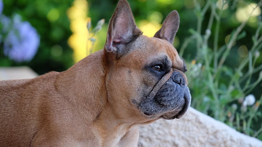 dog french bulldog, animals, nature, puppy, portrait, bulldog, dog, race, domesticated, snout