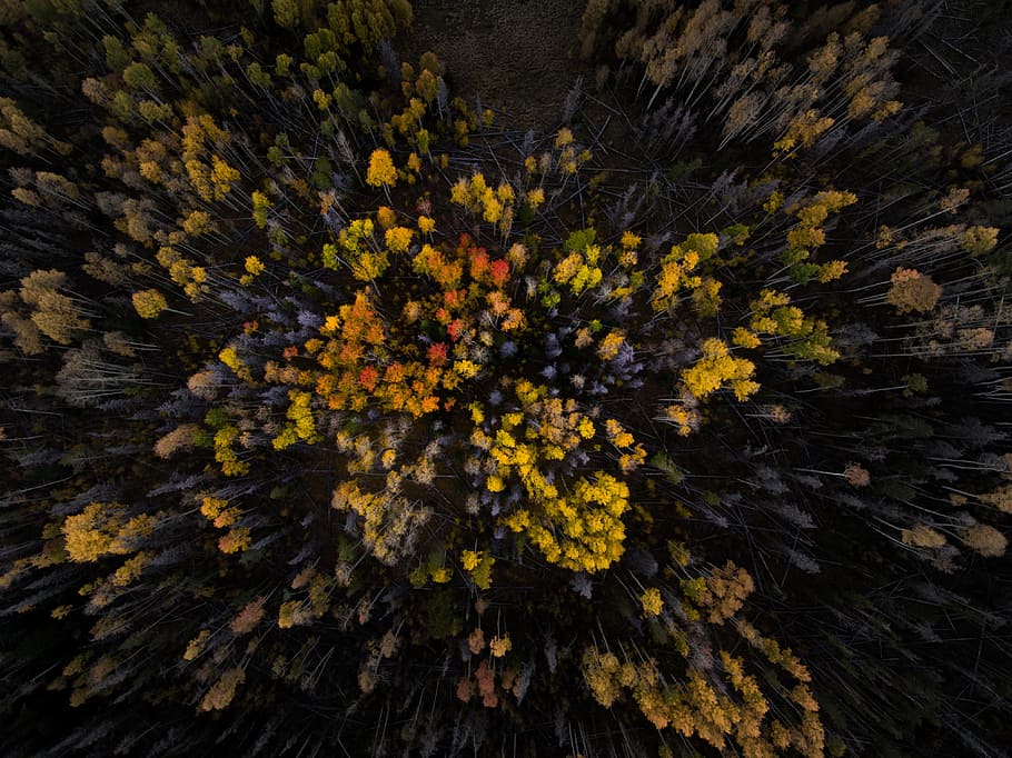 fall, autumn, trees, leaves, wood, forest, nature, plant, aerial, view