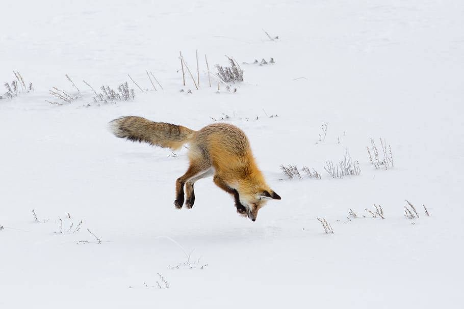 fox, red, jumping, hunter, hunting, wildlife, nature, snow, winter, predator