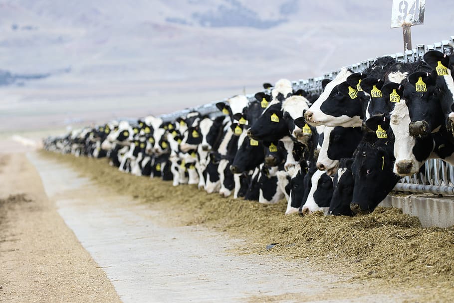 cows, dairy, cow, agriculture, farm, livestock, cattle, ruminant, in a row, day