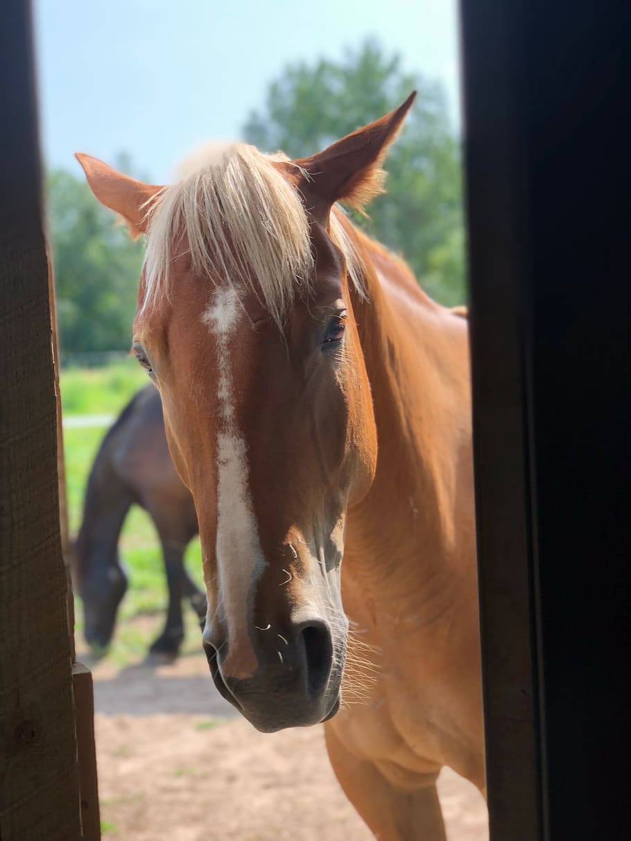 horse, equine, outside, barn, sorrel, chestnut, gelding, farm, closeup, front
