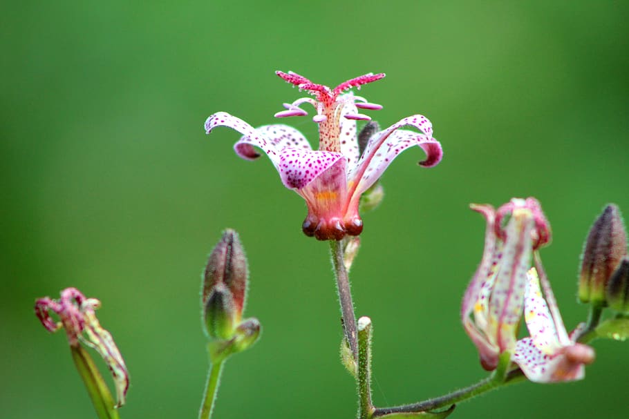 orquídea do pobre homem, tricyrtis, paddelelie, flor, jardim, verão, salpicado, plantar, floração, crescimento
