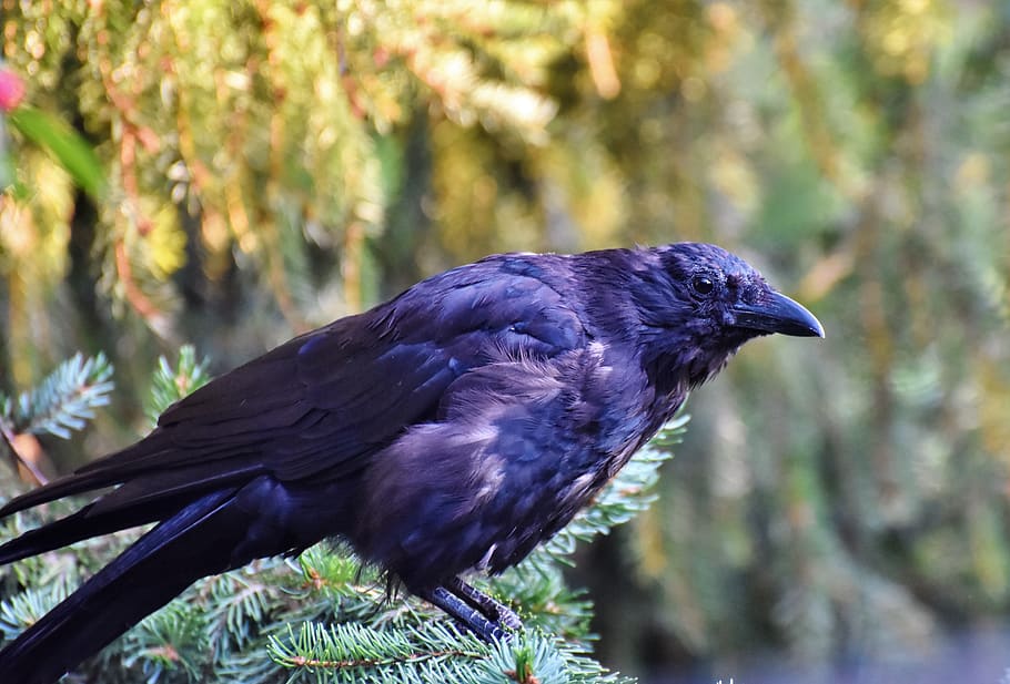 raven, crow, raven bird, bird, common raven, jackdaw, carrion crow, black, animal, animals in the wild