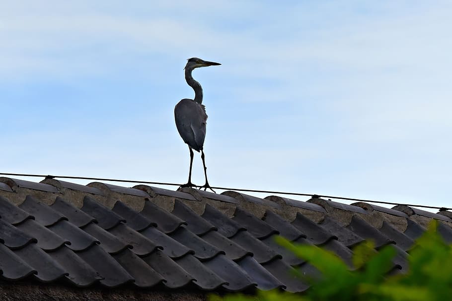heron, bird, wading bird, bird of prey, animal, wildlife, roof, bird on a roof, standing, outoors