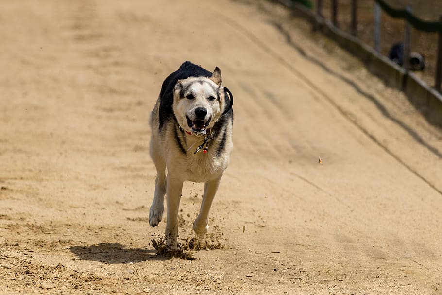 dog, runs, dog racing, dog runs, action, pet photography, greyhound racing, hundesport, sport, racecourse