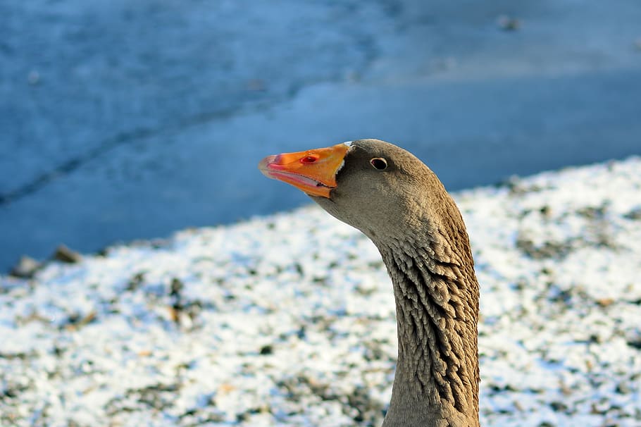 greylag goose, cold, water bird, snow, animals in the wild, animal wildlife, animal themes, bird, one animal, animal