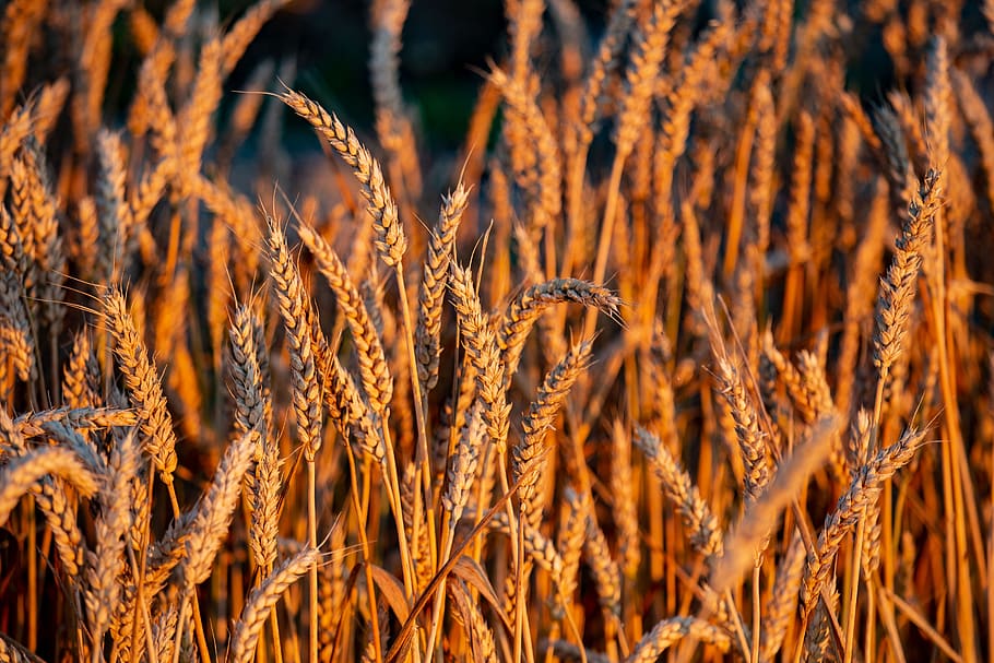 wheat, sheaf of wheat, cereals, cereal plant, growth, nature, plant, agriculture, close-up, food