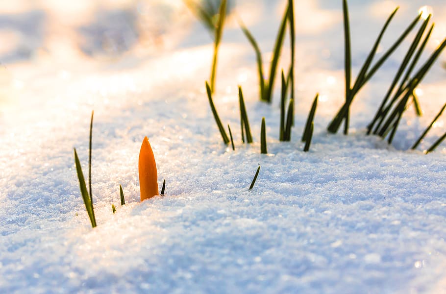 spring awakening, crocus, flower, snow, snow cover, snow break, winter, cold, frost, nature
