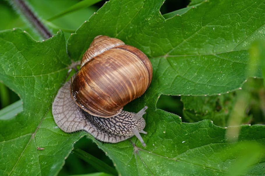 snail, garden, pest, slowly, reptile, mollusk, shell, leaf, plant part, invertebrate