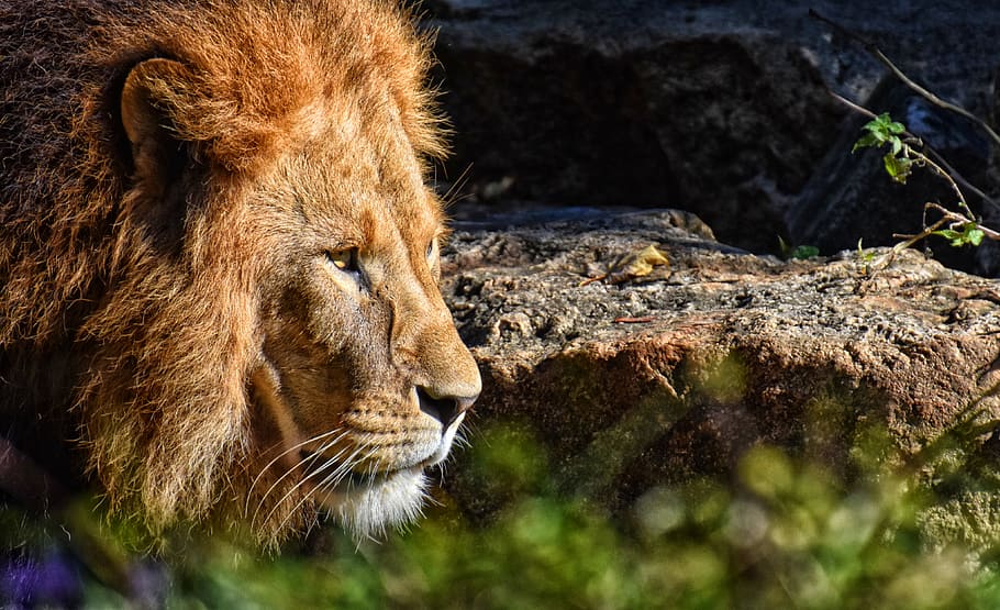 lion, predator, dangerous, mane, big cat, male, zoo, wild animal, africa, animal