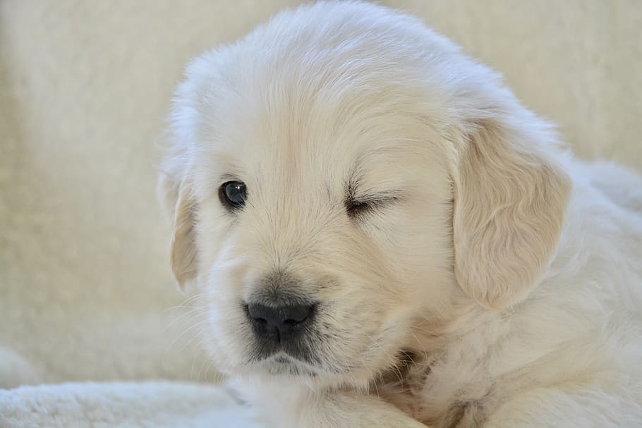 puppy golden, wink dog, pup, canin dog golden retriever, dog breed, domestic, pets, one animal, mammal, domestic animals