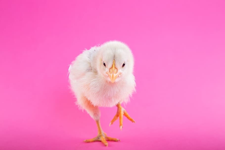 chick, pink, background, wallpaper, wallpaper hd, animals, bird, chicken, small, pink color