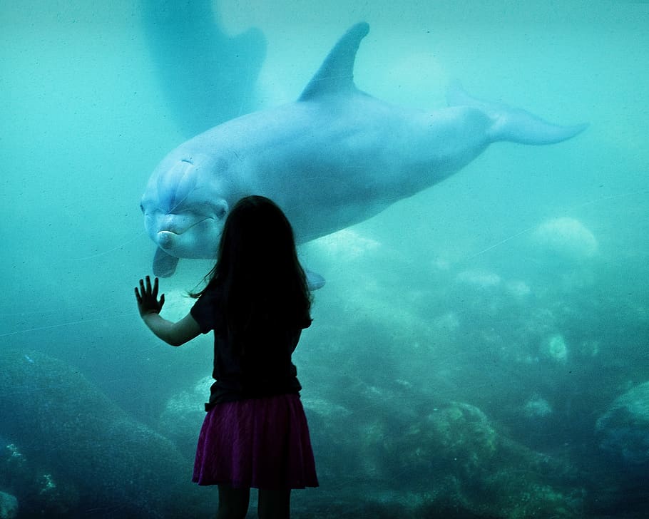 golfinho, menina, aquário, mar, fauna, jardim zoológico, animais, subaquática, através do vidro, uma pessoa